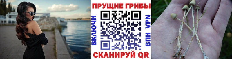 Галлюциногенные грибы Magic Shrooms  мега   Трубчевск 